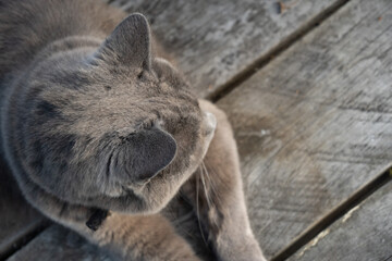 Gray cat top down view rustic wooden background. Great background image with neutral tones and space for text.