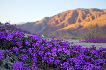 Obraz premium Although it may seem counterintuitive to head to the desert to look for flowers, parts of Anza Borrego Desert State Park had beautiful patches of wildflowers amid the harsh Colorado Desert landscape.