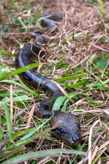 Madagascar tree boa  or Malagasy tree boa (Sanzinia madagascariensis) at Analamazaotra National Park in Madagascar