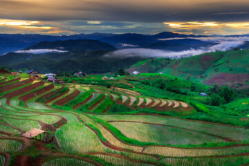 Fototapeta premium rice field