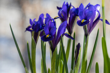 Beautiful blue irises on a blurred natural background. spring mood
