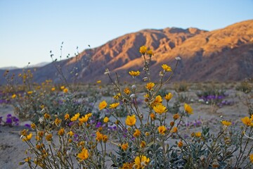 Although it may seem counterintuitive to head to the desert to look for flowers, parts of Anza Borrego Desert State Park had beautiful patches of wildflowers amid the harsh Colorado Desert landscape.