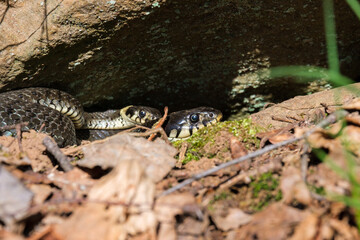 Grass snakes under a rock and basking