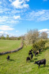 Fototapeta na wymiar Domestic cattle in a beautiful cultural landscape at spring