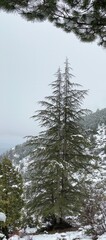 cedar from tall trees in the forest