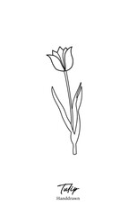 Fototapeta na wymiar Tulip hand-drawn vector flower