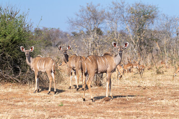 Naklejka na ściany i meble A greater kudu -Tragelaphus strepsiceros- is nervous and watchful in Chobe national park, Botswana.