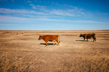 Landscape shot of the Georgian steppe Udabno in Georgia with two cows iwalking through the fields Wide land and blue sky. endless fields. Warm light on the countryside.
