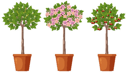 Stages of Cherry Tree Growth Vector