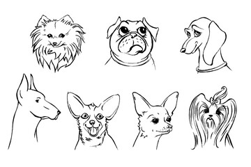 A set of dog faces. Muzzles of different breeds of dogs. Graphic drawing with a line, drawing by hand.