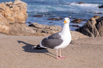 california seagull enjoys the sun at the pacific coast, California