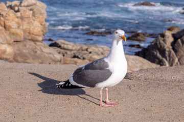california seagull enjoys the sun at the pacific coast, California
