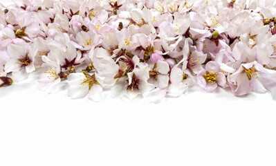 Background, texture, wallpaper, multitude of small pink flowers of almond tree, spring flowering concept, copy space