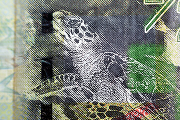 Hawksbill sea turtle closeup from the reverse side of Kuwaiti half dinar green paper banknote cash...