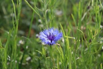 closeup of a blue cornflower