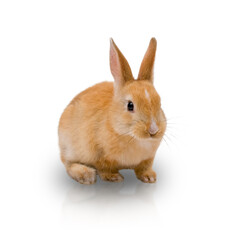 Red-haired rabbit isolated on white background. Cute brown rabbit is sitting.