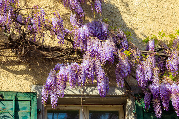 Flowering violet wisteria creeper on the wall
