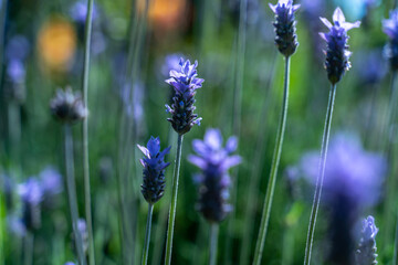 Obraz premium Beautiful spring floral background. Purple wild flowers in green grass
