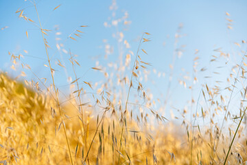 Golden dry grass against the blue sky, nature beauty background