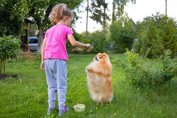 Kid with dog obedience. Little girl holding treats, snack food, giving command, training puppy trick, standing on hind legs. child playing with Pomeranian spitz at park. pet adoption, friendship