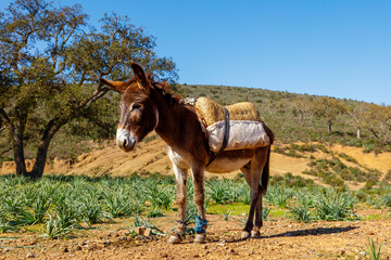 portrait of donkey in Morocco
