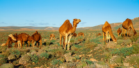 herd of camel in the nature,  Morocco