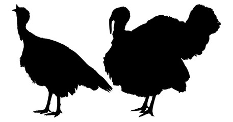 Pair of Turkey Silhouette for Art Illustration, Pictogram or Graphic Design Element. The Turkey is a large bird in the genus Meleagris. Format PNG
