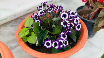 Fototapeta na wymiar Flower in a pot