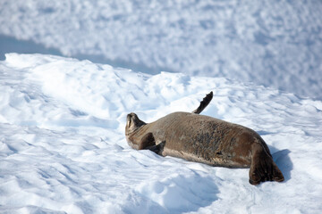 Enjoying the sunshine while lying on an iceberg, a weddell seal (Leptonychotes weddellii) lifts its flippers in a zen-like pose.