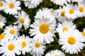 Fototapeta premium flower,꽃, 식물, 들국화, 근접