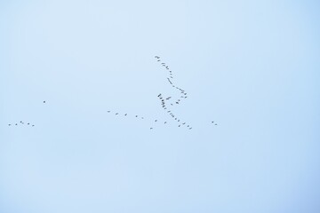 a flock of birds isolated on the sky