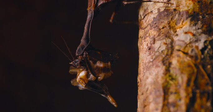 Pan of dead leaf mantis eating on tree branch, Amazon rainforest, Peru