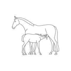 Mare feeds her newborn foal, vector illustration
