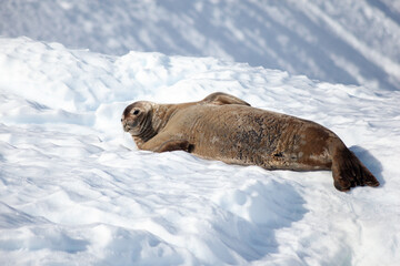 Obraz premium A Weddell seal (Leptonychotes weddellii) stirs from slumber on an iceberg.