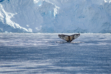 A massive Humpback Whale (Megaptera novaeangliae) swims past huge walls of ice and dives gracefully in the freezing waters of the Antarctic.