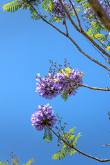 Jacaranda mimosifolia flowers bloom on Xuan Huong Lake in Da Lat town, Lam Dong province, Vietnam.