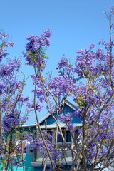 Jacaranda mimosifolia flowers bloom on Xuan Huong Lake in Da Lat town, Lam Dong province, Vietnam.