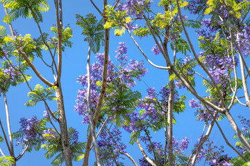 Jacaranda mimosifolia flowers bloom on Xuan Huong Lake in Da Lat town, Lam Dong province, Vietnam.