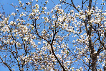 Bauhinia variegata against the blue sky in Da Lat town, Vietnam