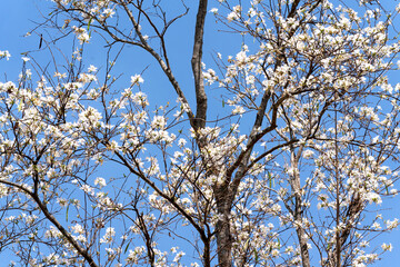 Bauhinia variegata against the blue sky in Da Lat town, Vietnam