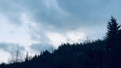 Pan on snow-covered firs in winter with forest in the background and siluette of the trees - Powered by Adobe