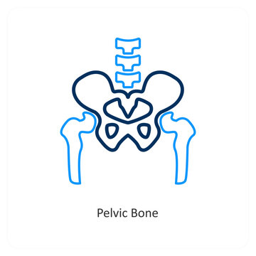pelvic Bone