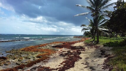 Algue sargasse sur la plage de Morel près de la ville du Moule sur Grande-Terre en Guadeloupe aux Antilles françaises