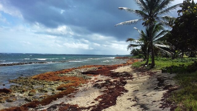 Algue sargasse sur la plage de Morel pr&egrave;s de la ville du Moule sur Grande-Terre en Guadeloupe aux Antilles fran&ccedil;aises