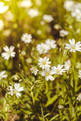 Flowerbed of beautiful white flowers on green lawn background. Group of delicate flowers in the period of active flowering in spring. Romantic natural background for all vivid moments of life