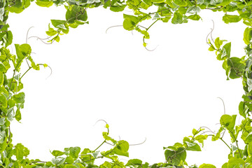 Obraz na płótnie Canvas green climber plant border empty for your design