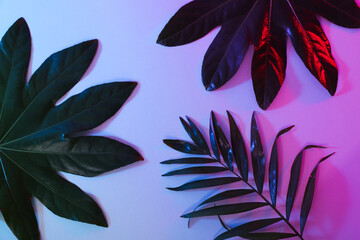 Concept of summertime, leaves, summer and nature concept © Atlas