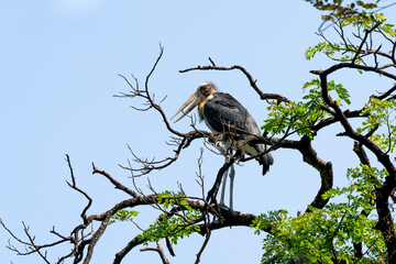 Lesser adjutant stork are hanging on branches on the background blue sky