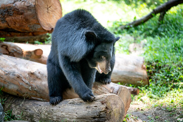 Obraz na płótnie Canvas Black fur bear in the zoo Ho Chi Minh city, Vietnam