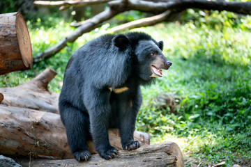 Obraz na płótnie Canvas Black fur bear in the zoo Ho Chi Minh city, Vietnam